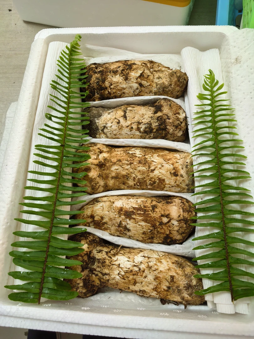 云南新鲜野生松茸，250克-1000克顺丰空运冷链包邮