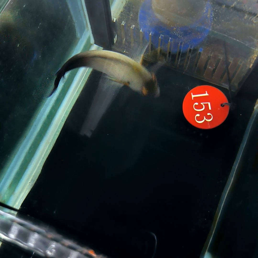 海水鱼黑尾仙8+/4-34-153