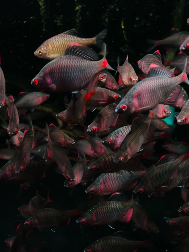 七彩鰟皮鱼，高体鰟皮养定开口做过双杀包公包发色5-6，发二十条