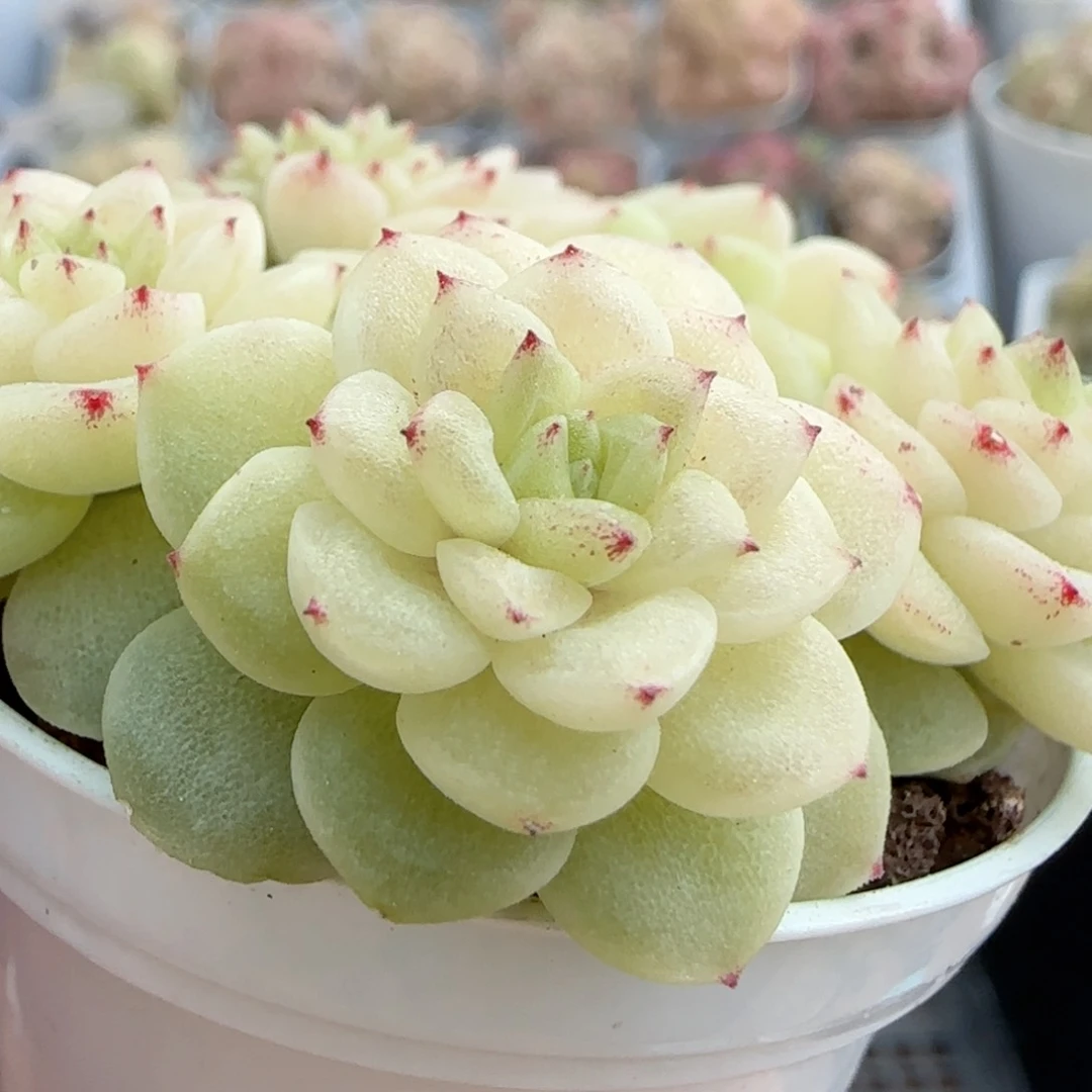 【闪购商品】0219-22散的