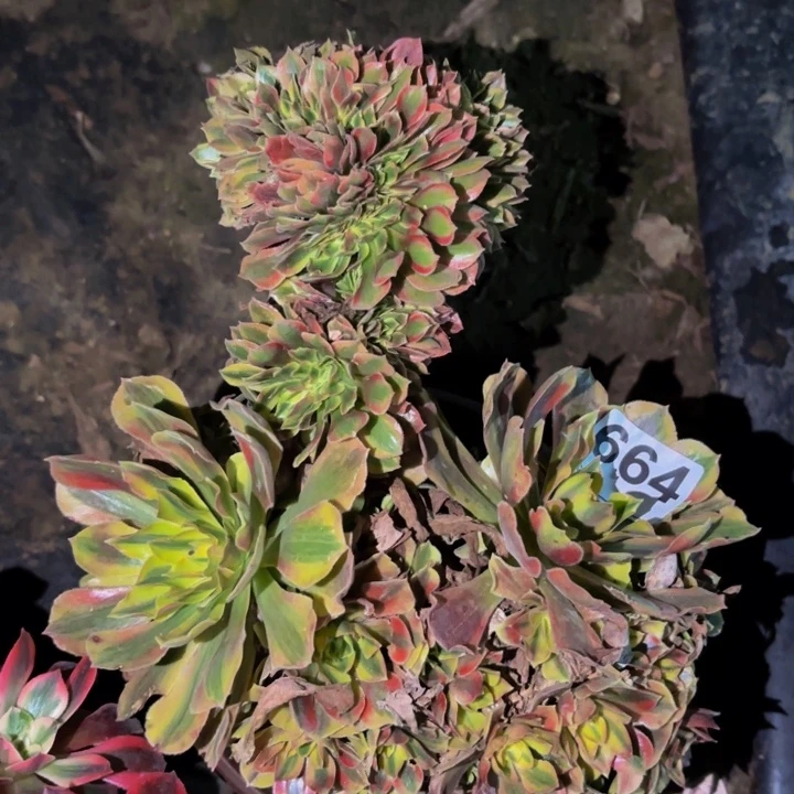 664红袖多肉植物不售后