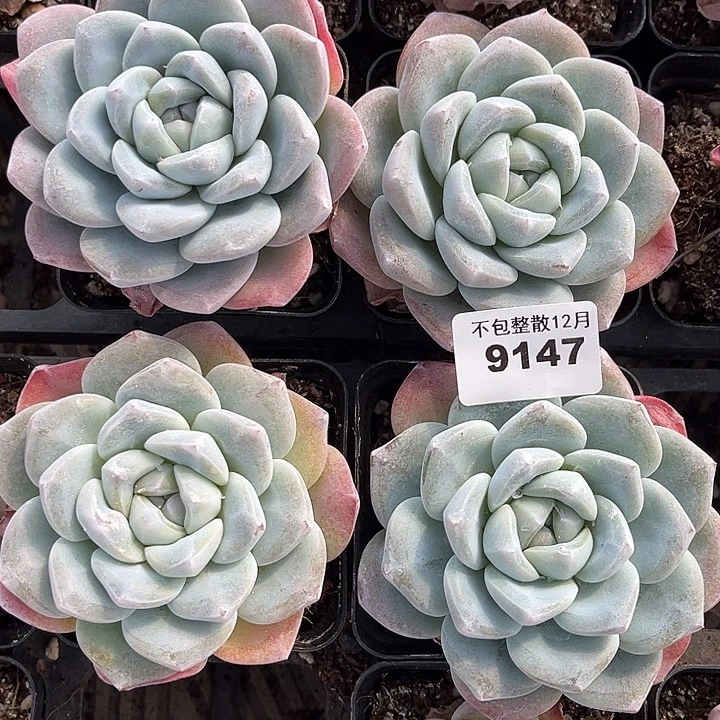 阿雅园艺。       9147四颗