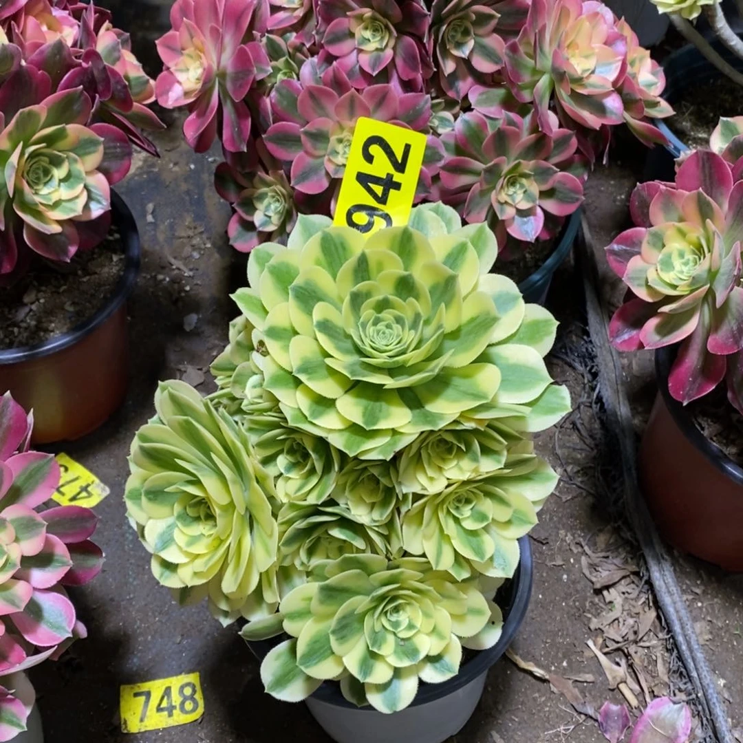 迈巴赫多肉法师942