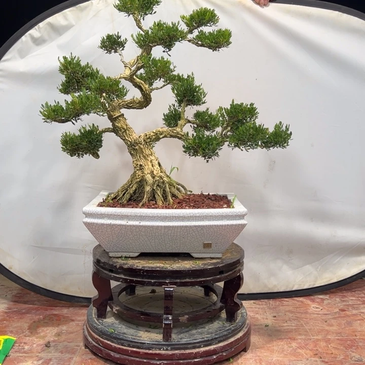 无花朵广东皱皮雀舌黄杨