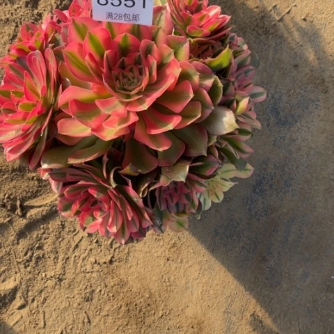 辰*～香妃多肉多肉8551