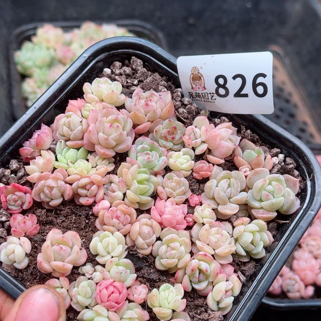 多肉植物多肉植物