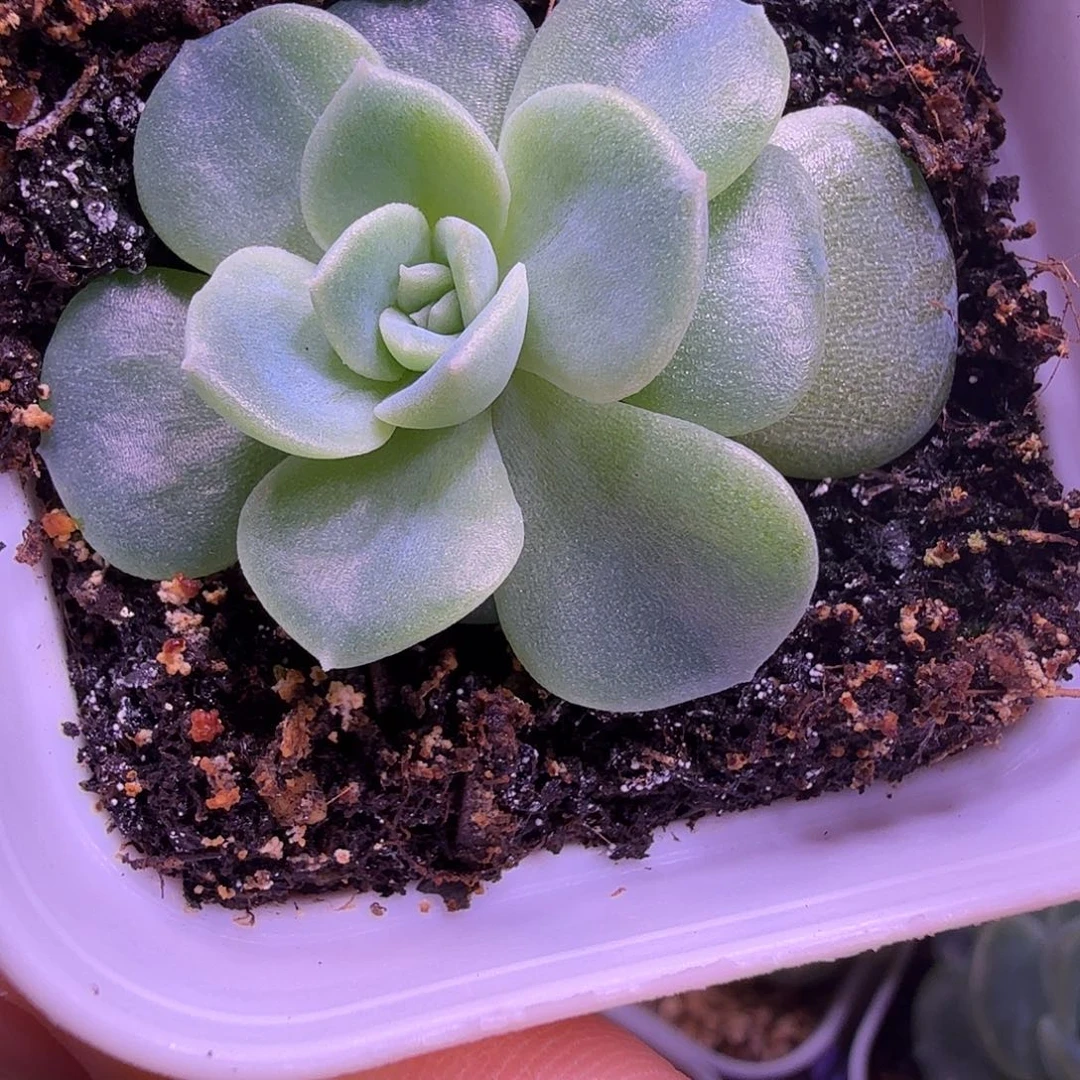素素叶插苗一物一拍