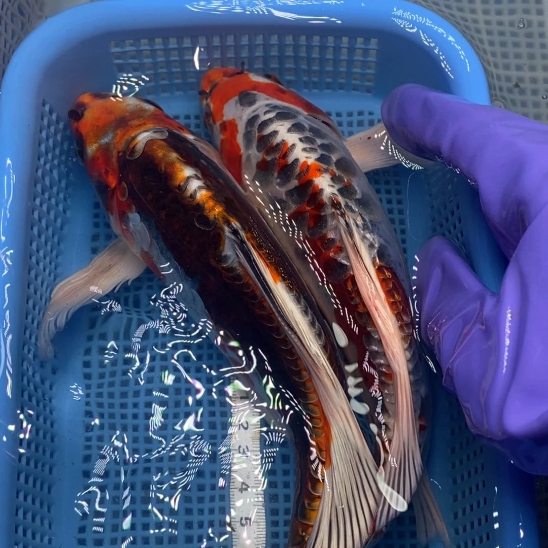 锦鲤冷水锦鲤包邮