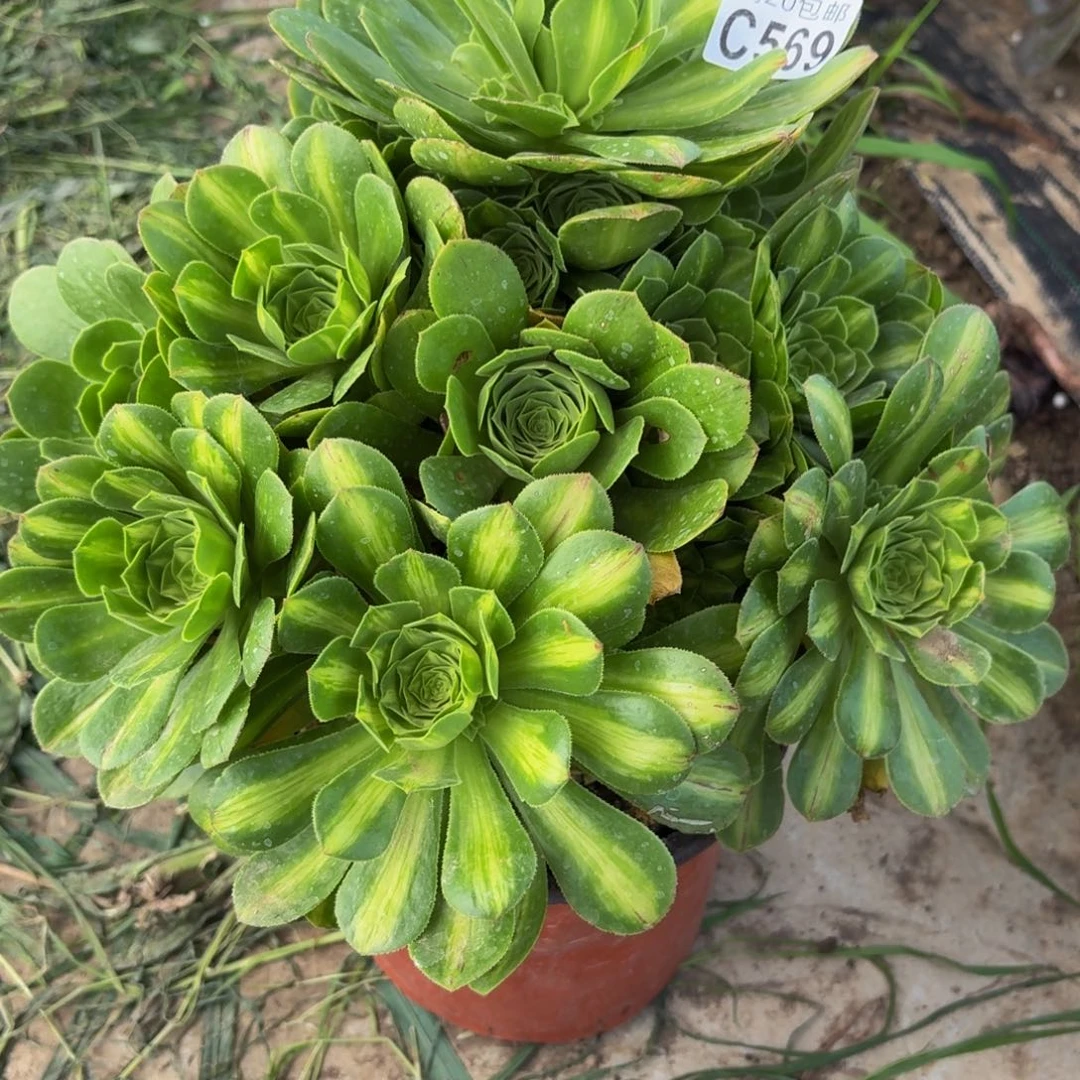 无花朵569多肉植物捧花的