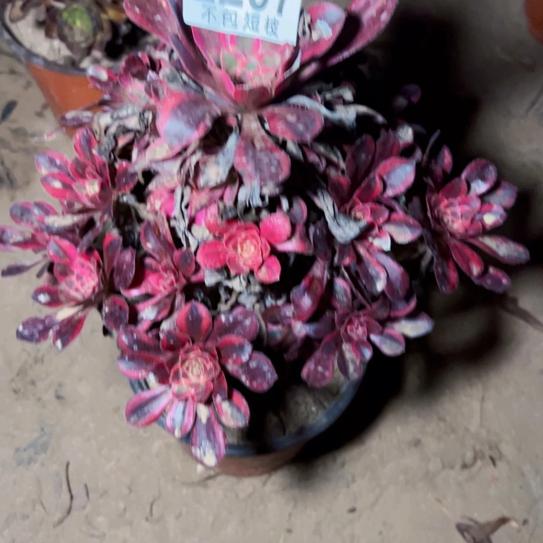 香奈儿多肉植物2297