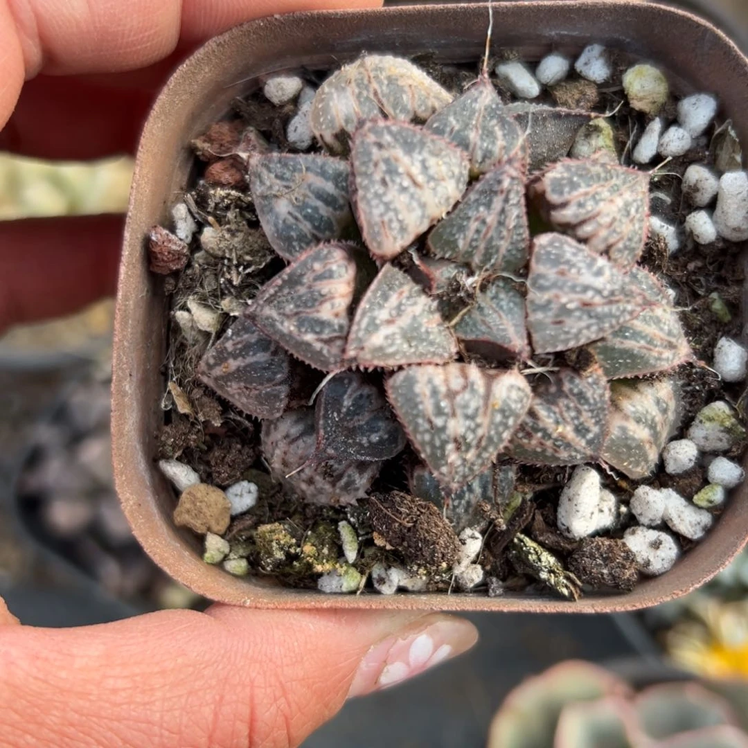 多肉植物多肉植物