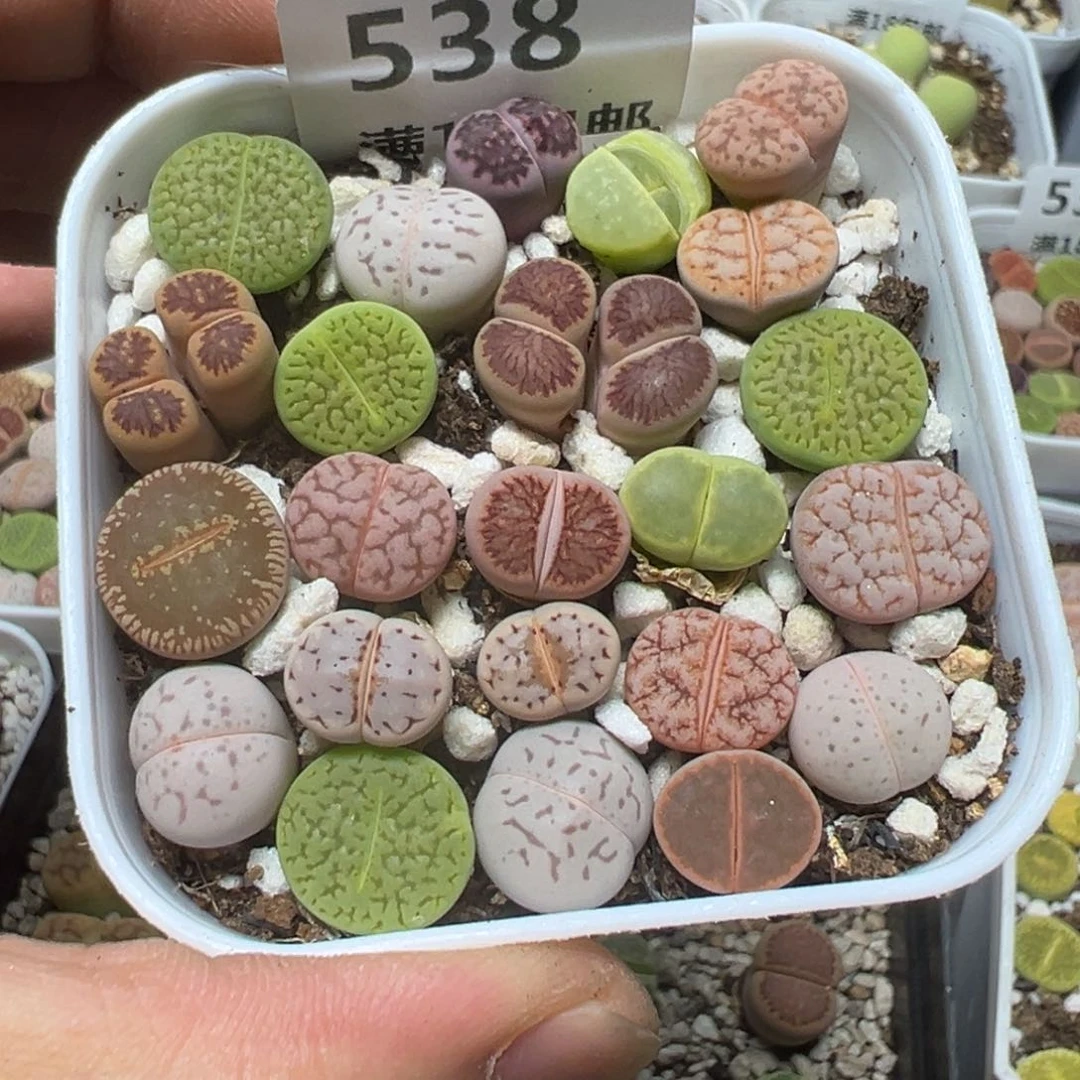 【闪购商品】 538。