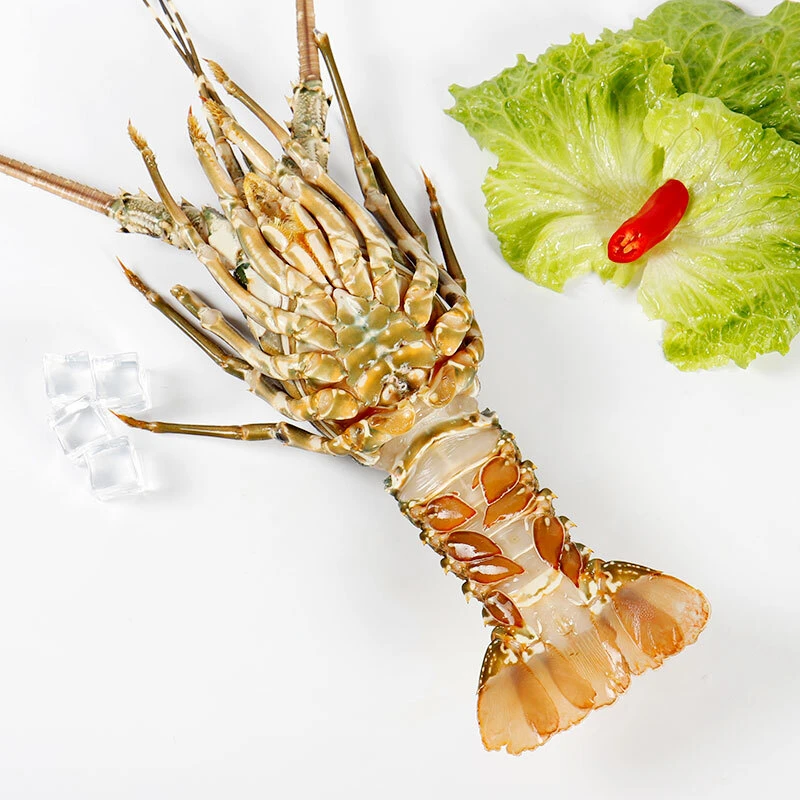 （9两-1斤）东山岛海捕小青龙液氮锁鲜顺丰冷链发货