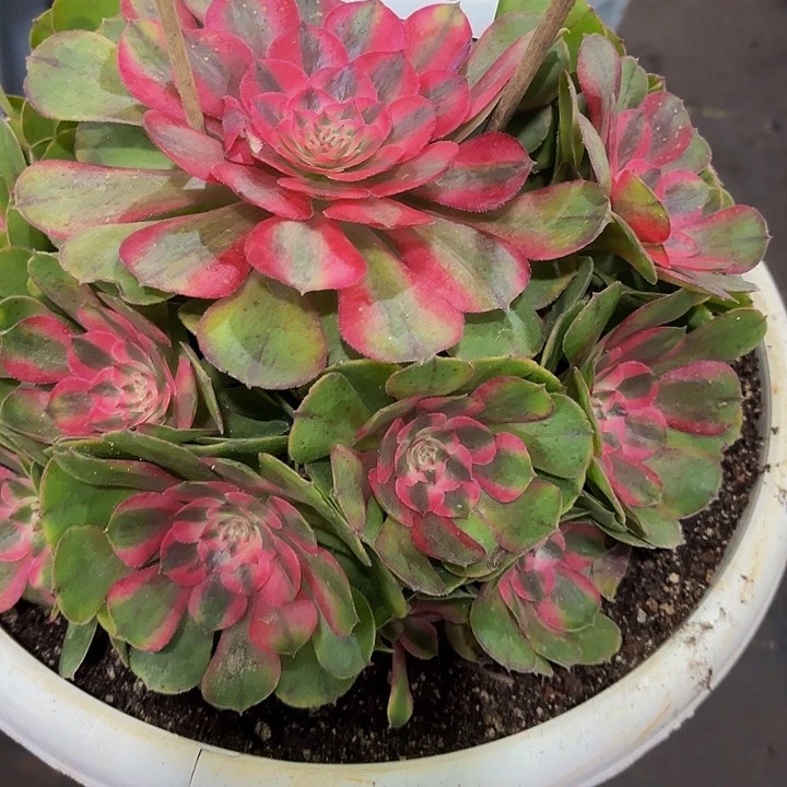 多肉植物福利845个