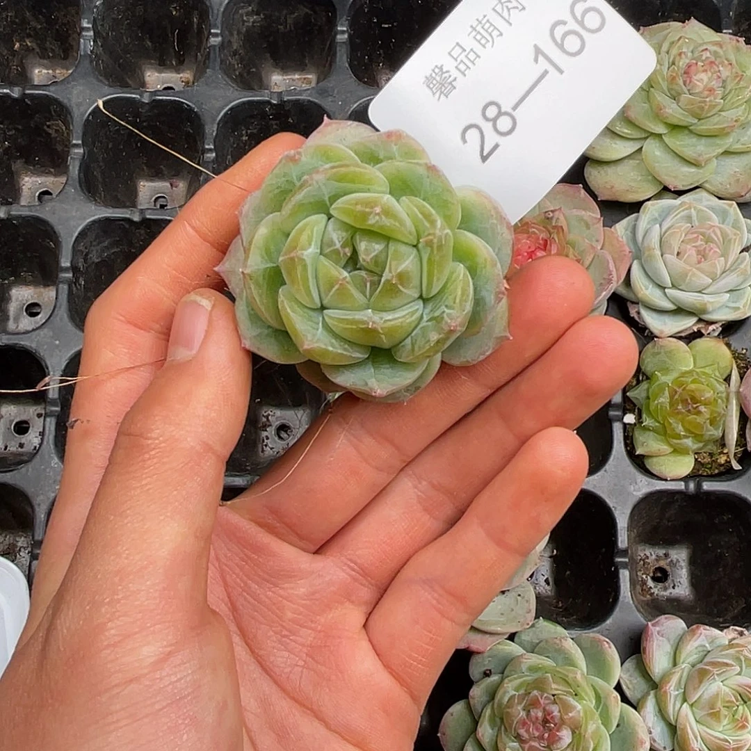 多肉一物一拍28-166