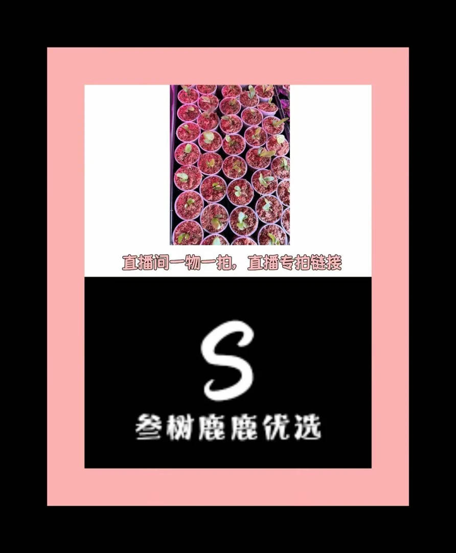 鹿角蕨上板的链接
