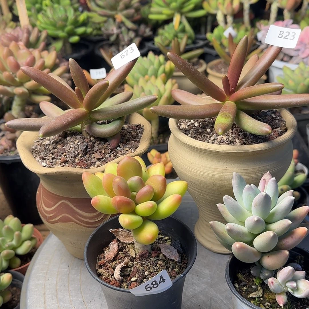 旁**～684号 一物一拍