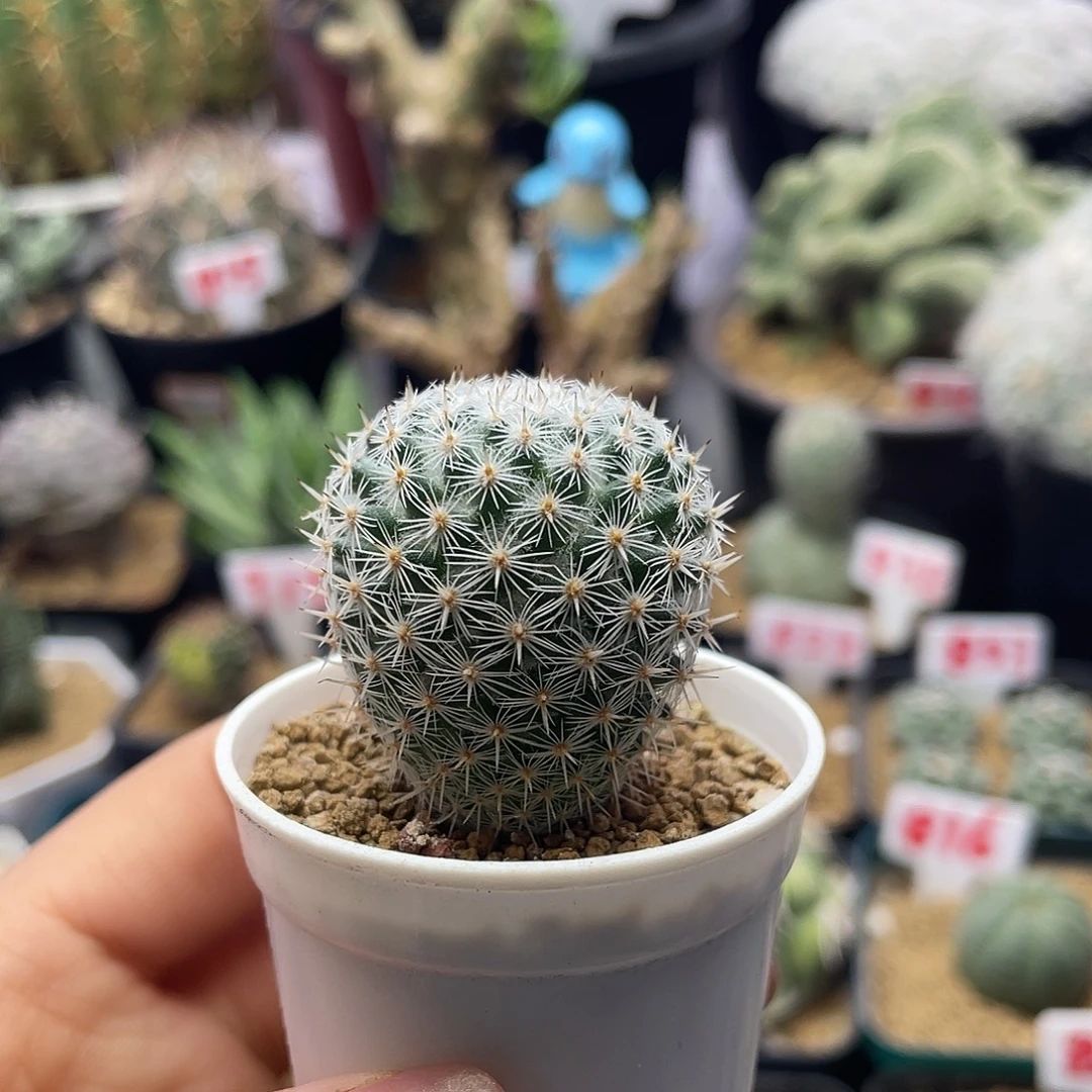 实生超白小敷岛仙人球