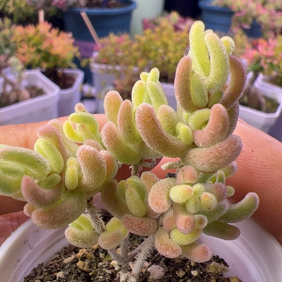 多肉植物枝干橙叶白锦