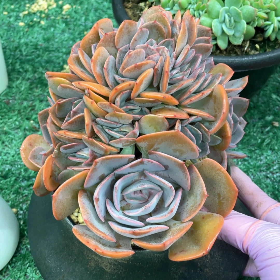 尘埃缀一物一拍28包邮非偏远