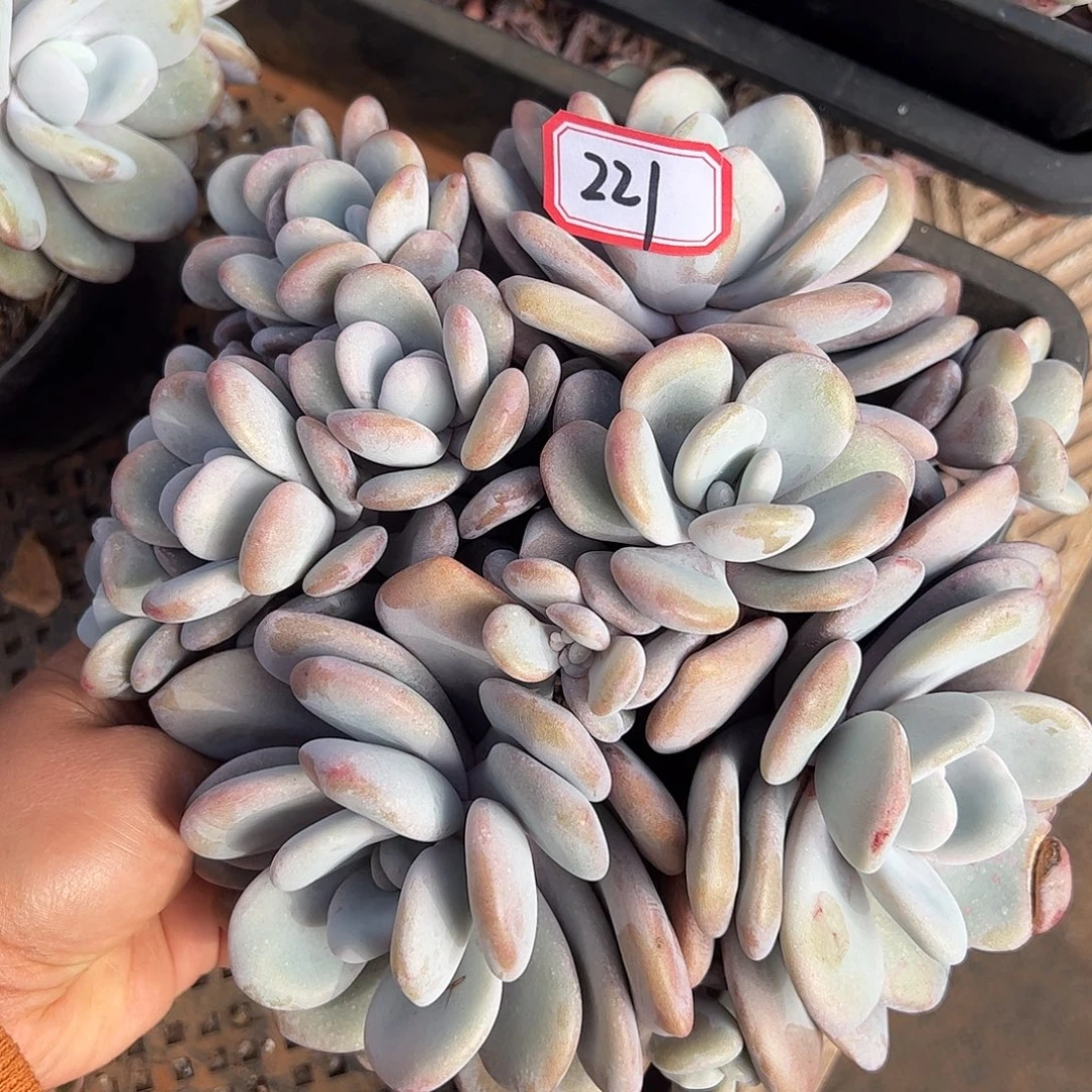 221号拉拉奶，一物一拍