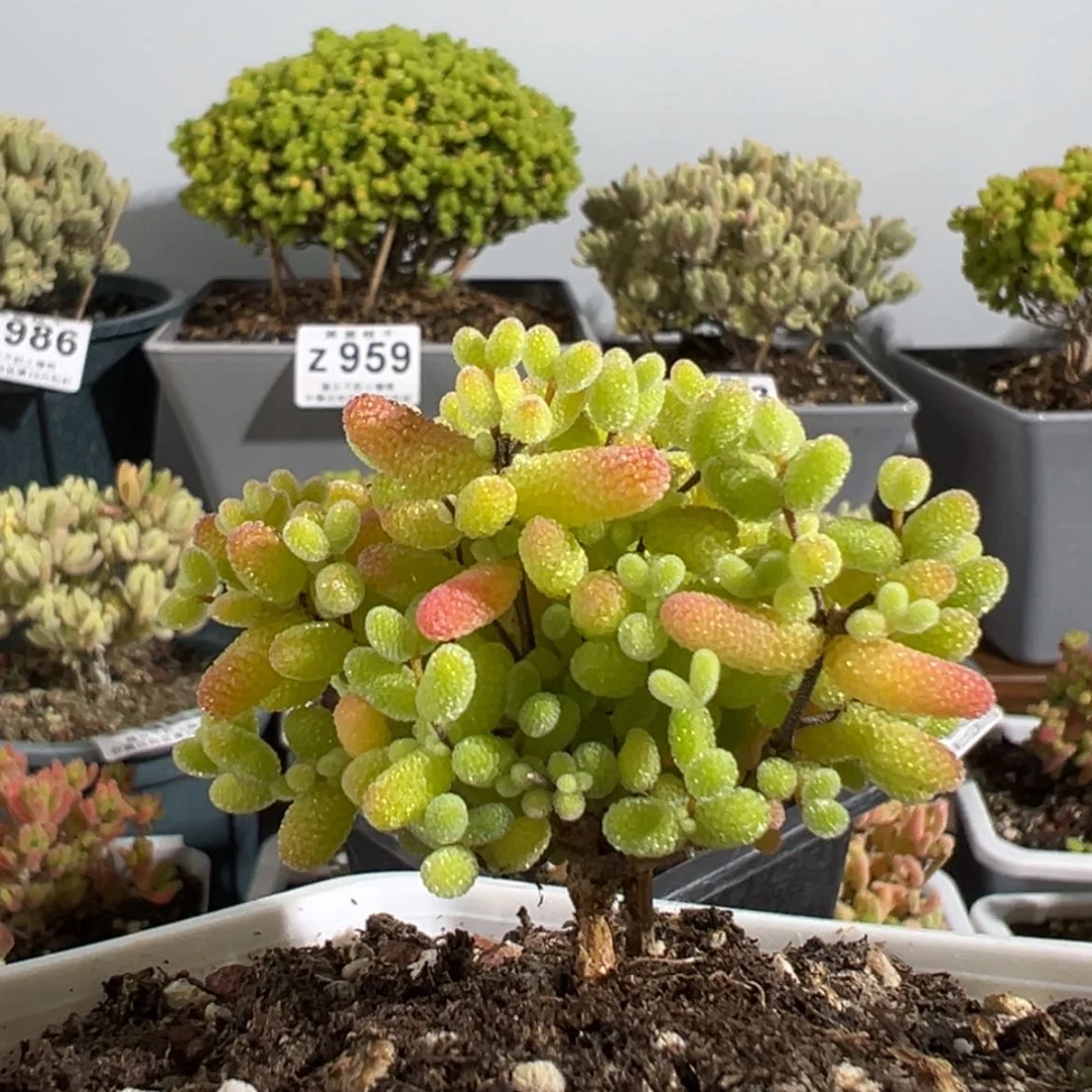 【闪购商品】z970实生桔子糖冠幅5.5cm