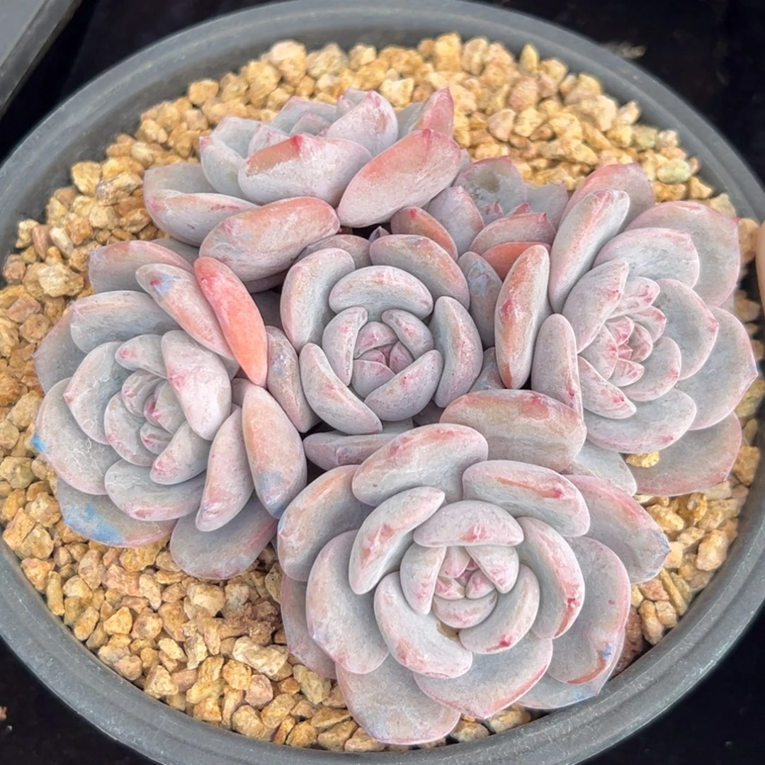 新年快乐 新年快乐