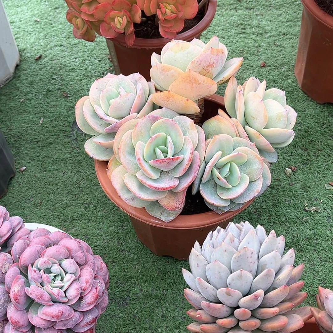 悠*白凤多肉植物保护30