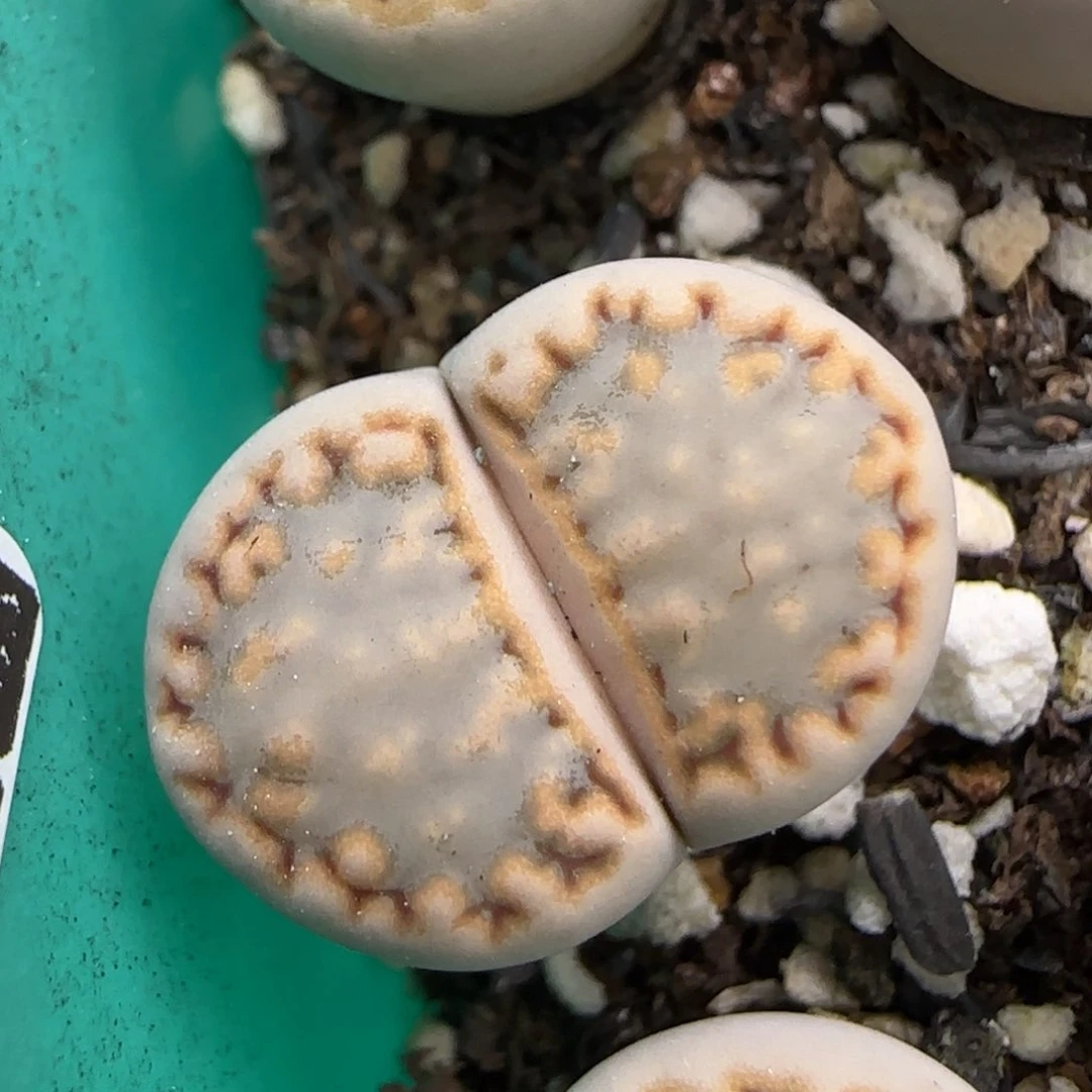 2.11。216饼干。5028