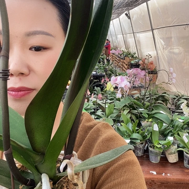 无花朵军团蝴蝶兰