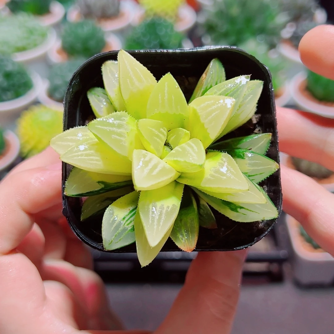 姬寿锦多肉多肉多肉