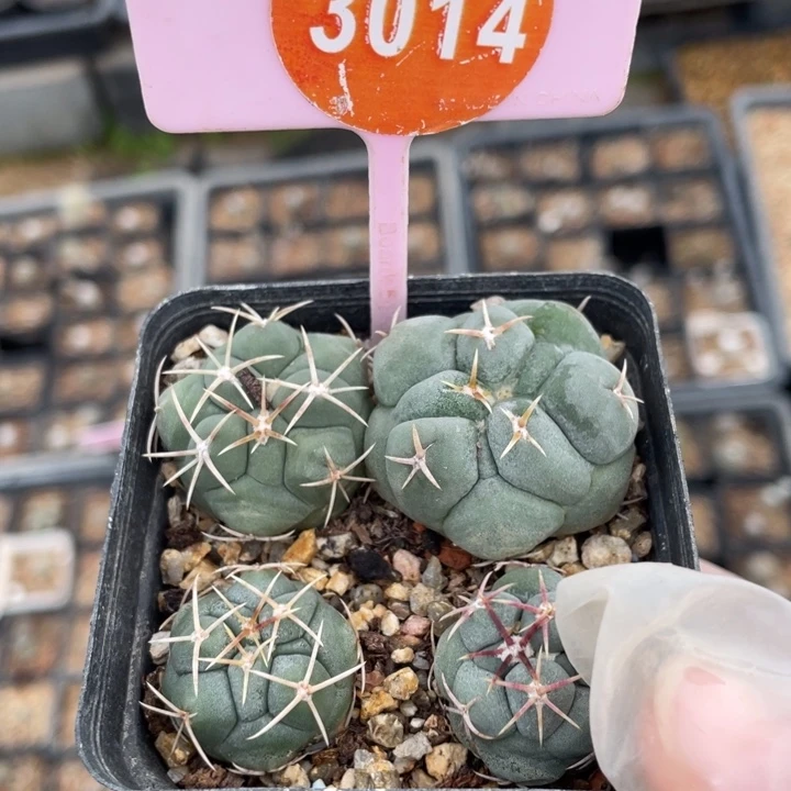 太****实生天晃301400000000