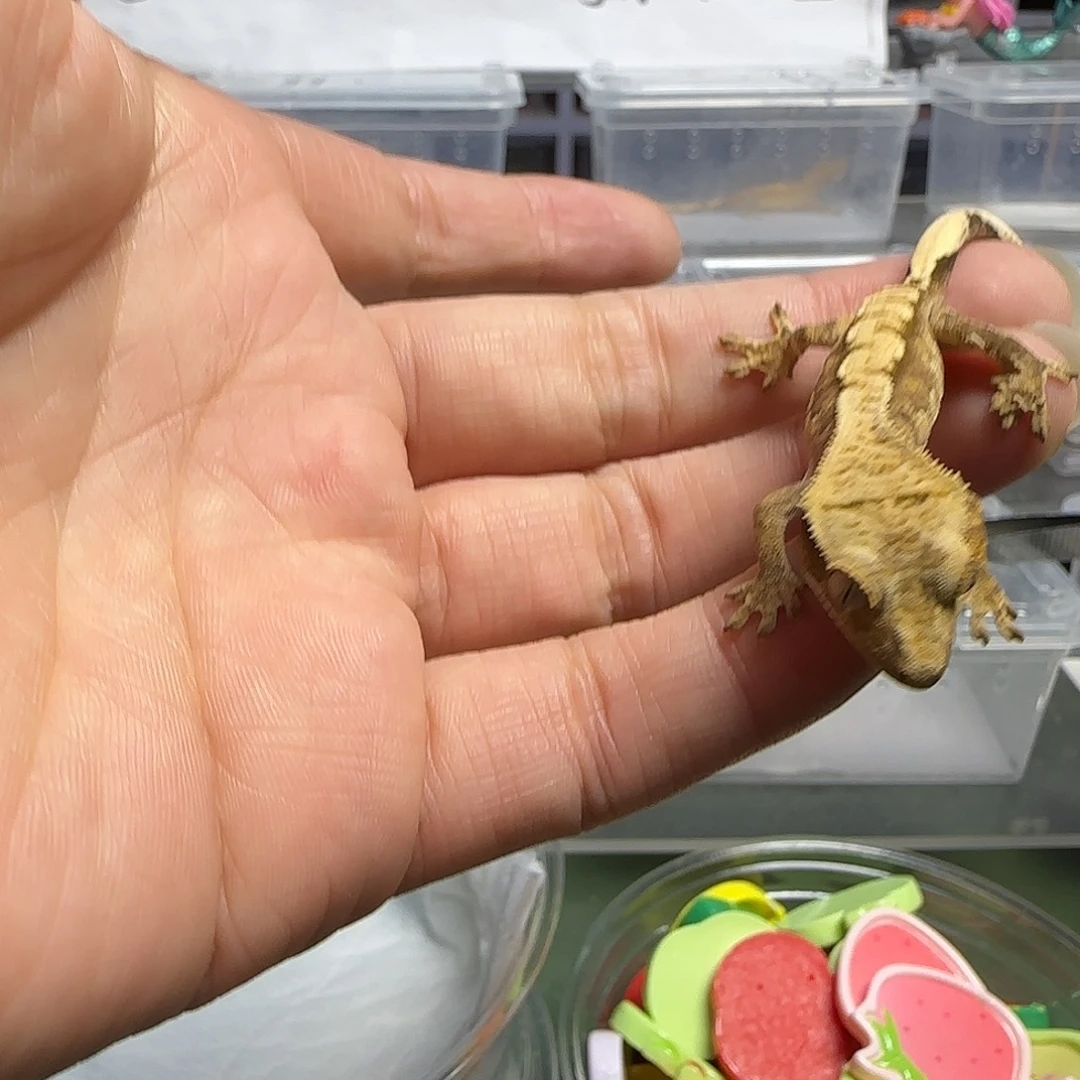 睫角守宫睫角守宫大幼