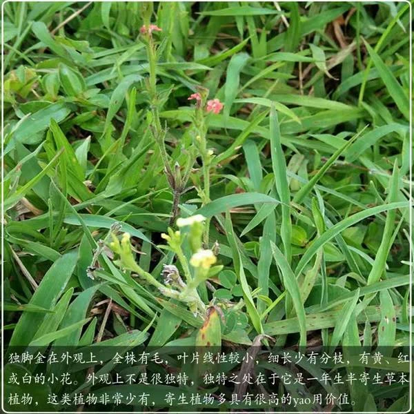 独脚金草种籽 独脚金草种原籽 独脚金种子 独脚金疳积草 独脚疳