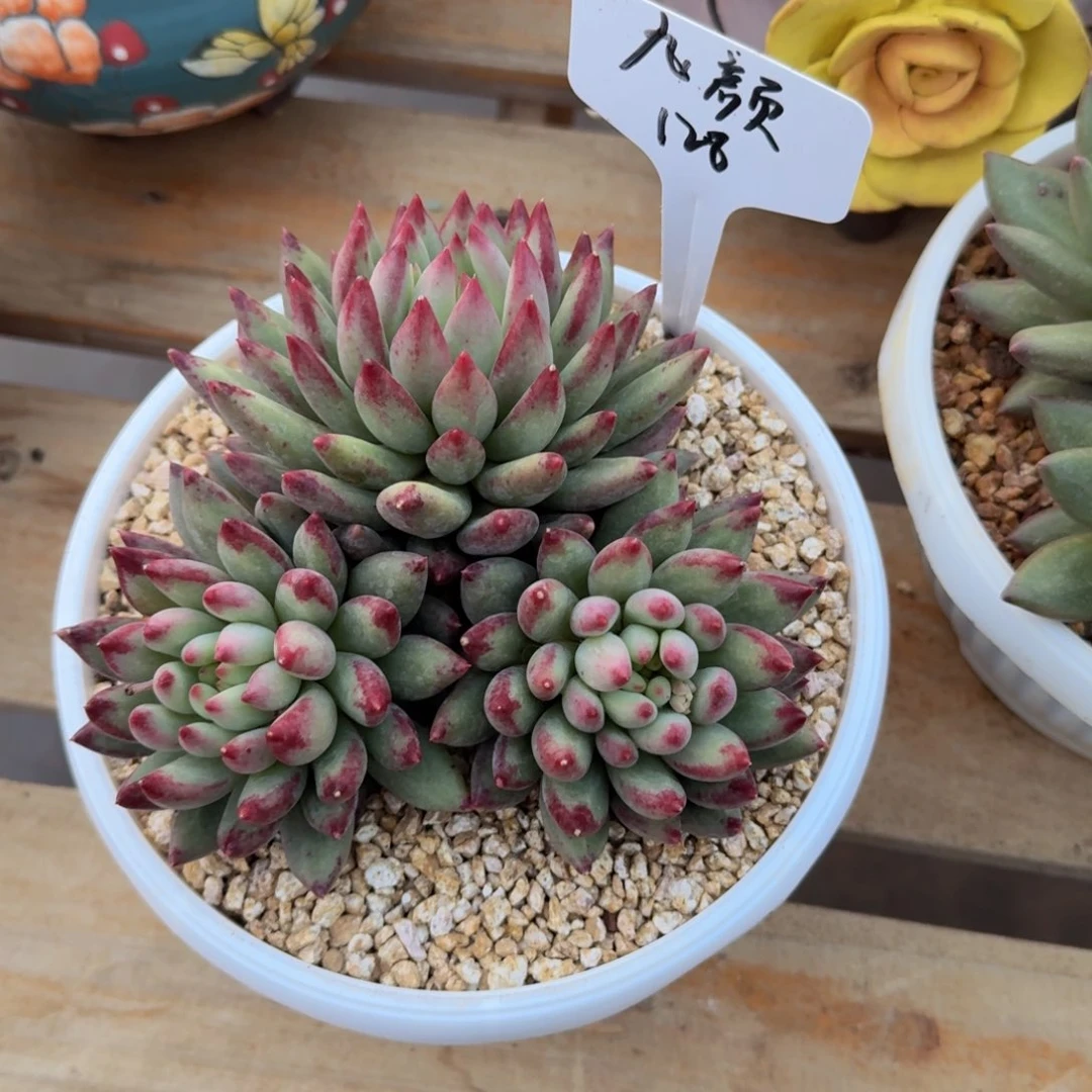 美慕花坊，一物一拍。