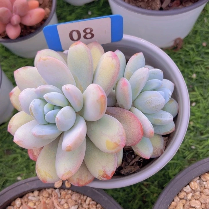 健健康康平平安安