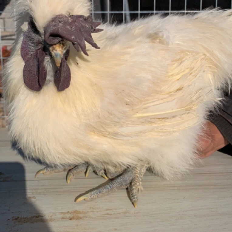 农家散养  白凤乌鸡  毛重5斤左右拍一发二