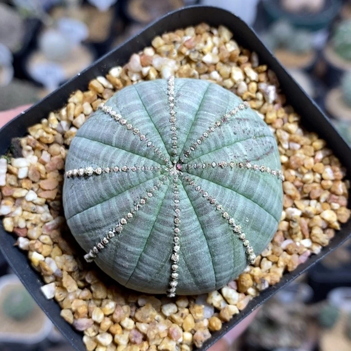 胭脂子吹布纹球192号5cm