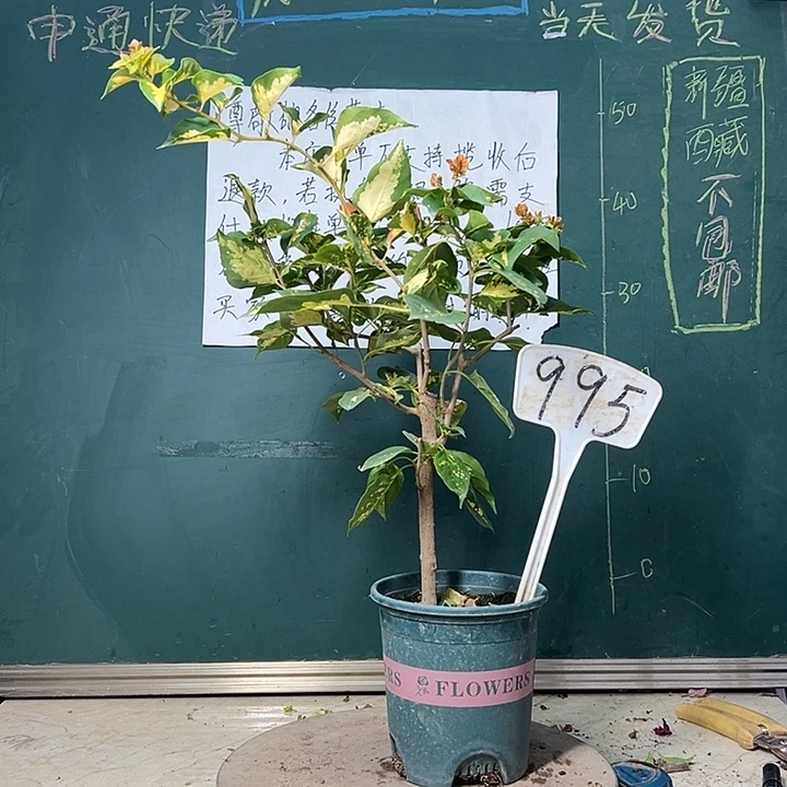 完全开放金心龙舌洒金橙同株995