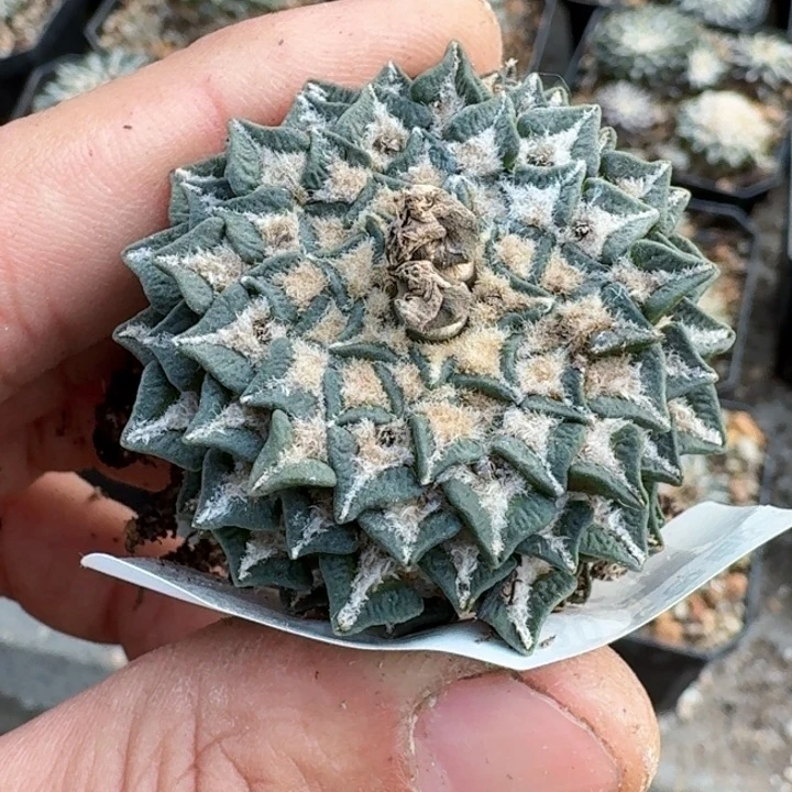 福利自根盾牌黑541
