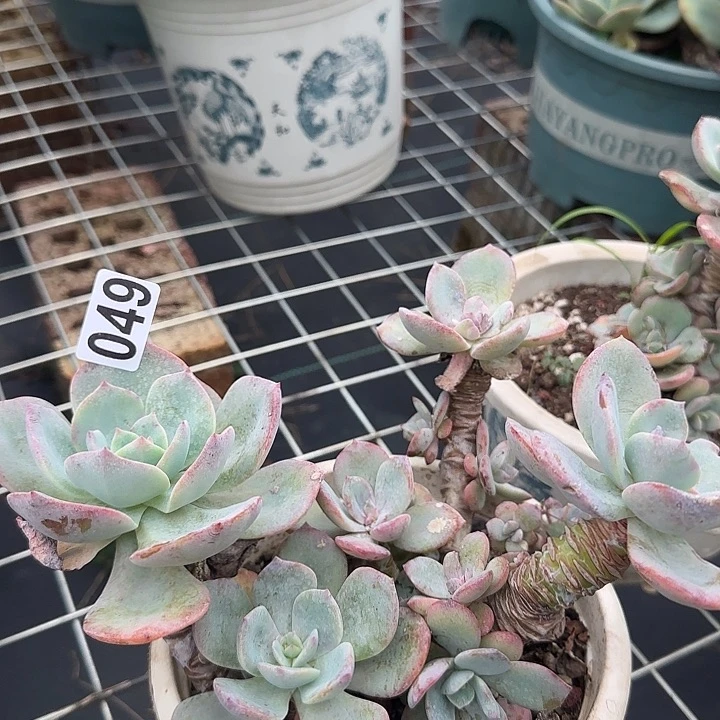 小****师049白凤脱土发货不退不换