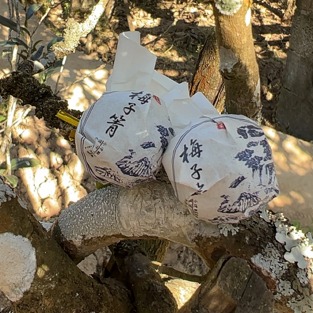 2025年梅子箐正山大茶地纯古树手工龙珠秋兰香，韵味足，梅子清香