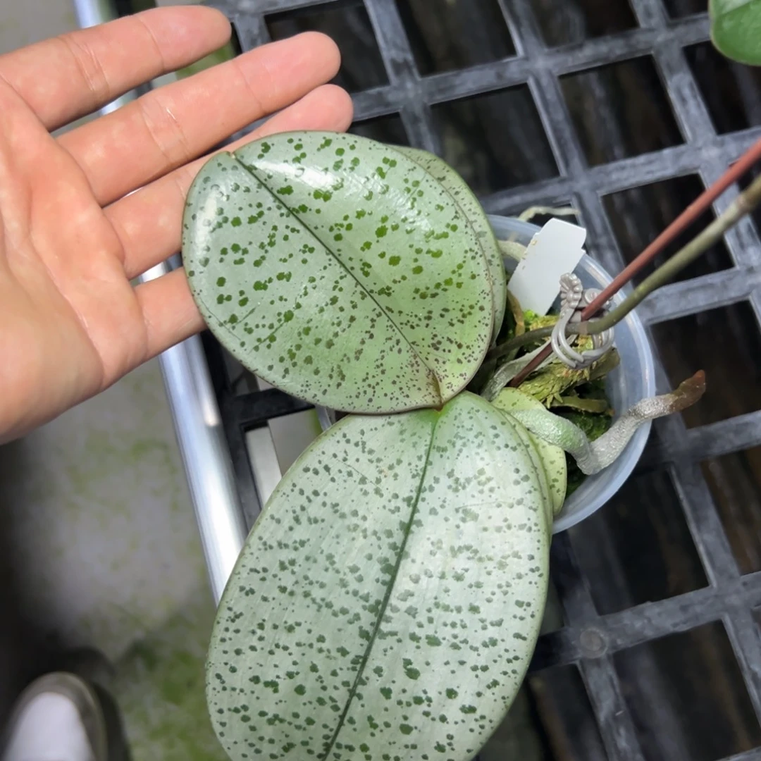 完全开放l555三寸西