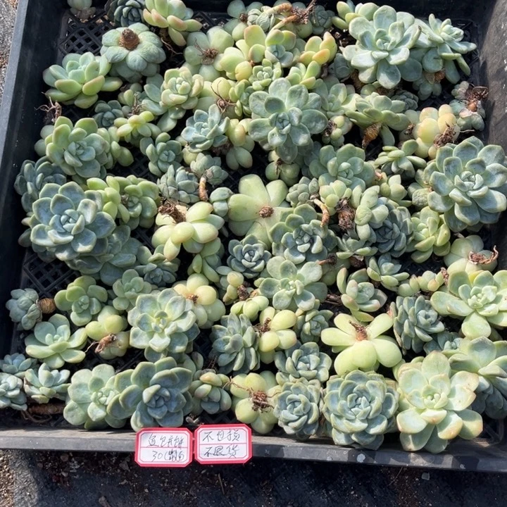 鱼**?冰玉多肉散货不包损不退货
