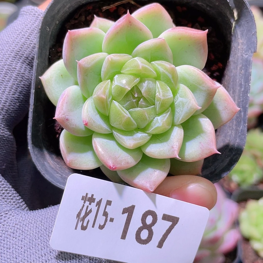 花利美15-187新品