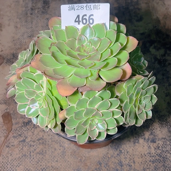 ❀***.466莲花座多肉植物