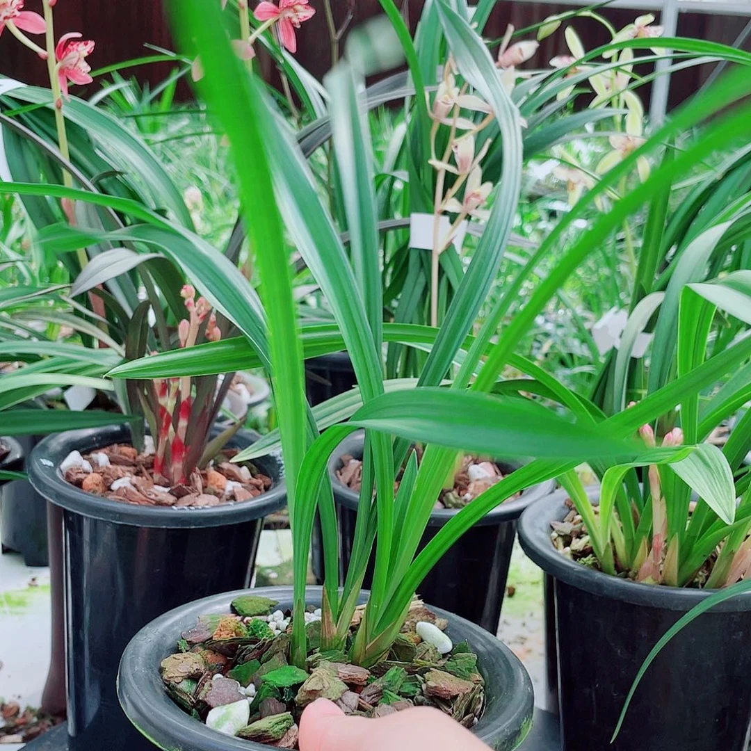 ****生完全开放一物一一拍漂亮开花