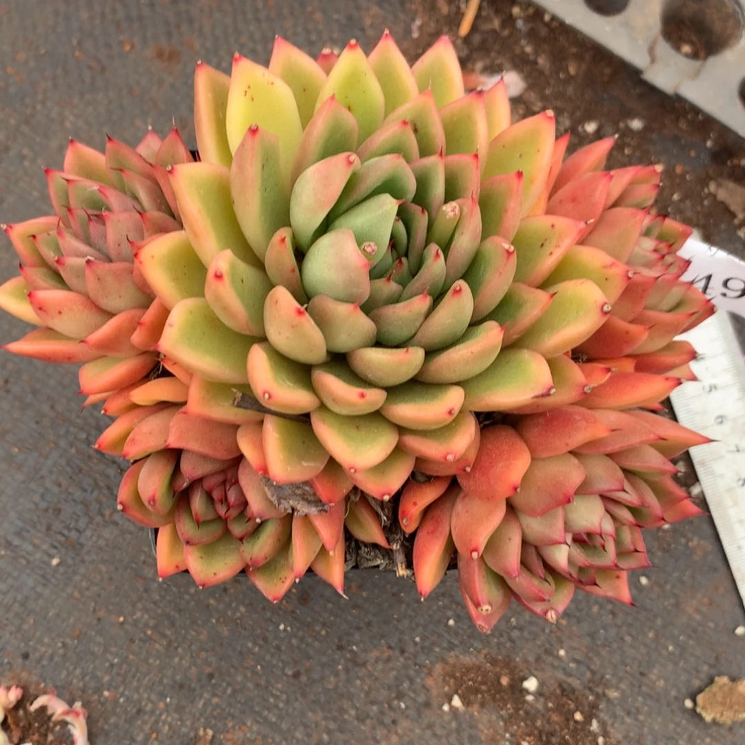 4929杂交精品基地14厘米