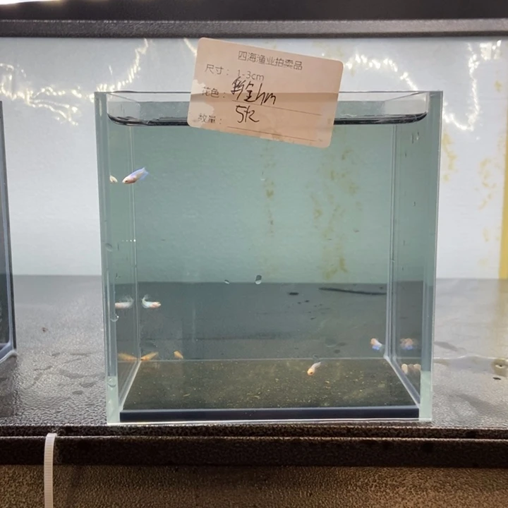斗鱼包活不包损所见即所得237