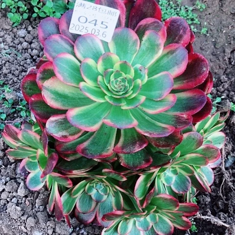 3.6-45琳琅多肉植物